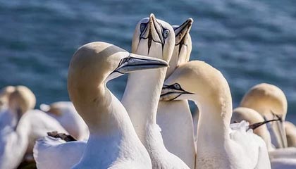 开云官网-韩国羽毛球队完胜印尼劲旅，戴资颖精彩演绎帽子戏法再现羽坛奇迹