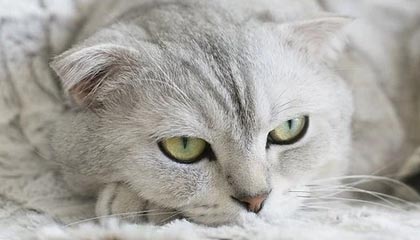 开云体育-智利险胜巴萨，布鲁诺打破历史纪录——激情足球的震撼瞬间