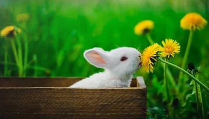 开云体育app-英国乒乓球队血洗奥地利乒乓球队，张继科惊艳世界